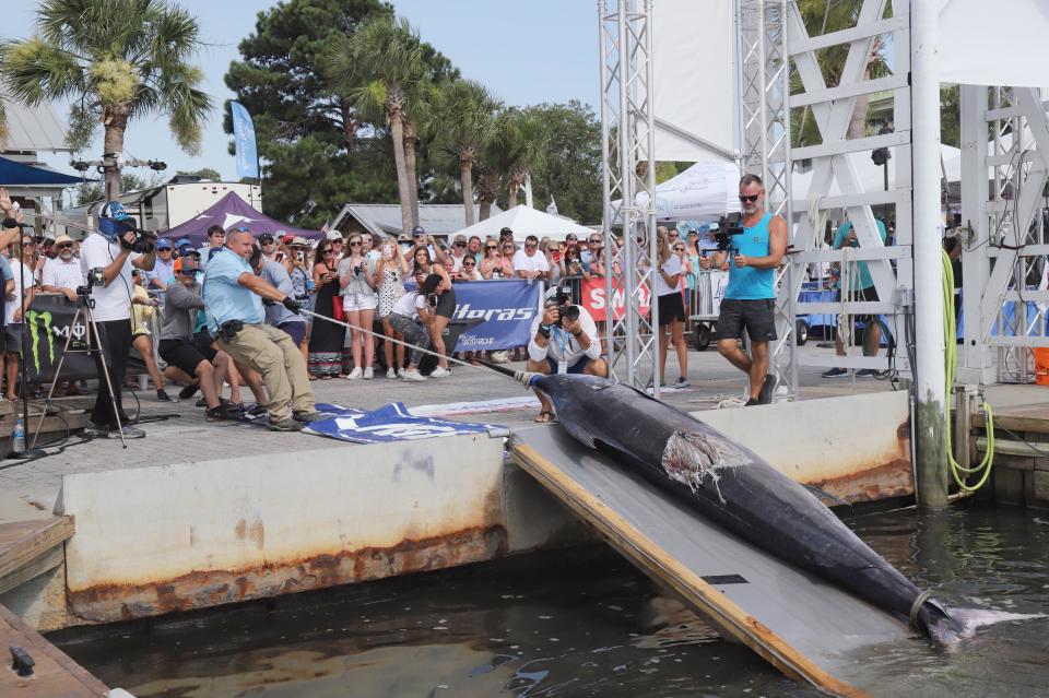 Wes Long&rsquo;s winning 660.4 pound blue marlin is pulled up the ramp at the scale on the second weigh in day of the Emerald Coast Blue Marlin Classic at Baytown Marina.