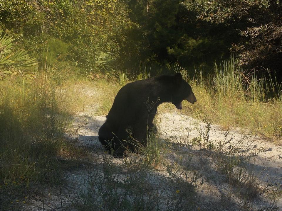 A male Florida black bear yawns while sitting next to a road in Tiger Bay State Forest on Sept. 20. News-Journal/Dinah Voyles Pulver