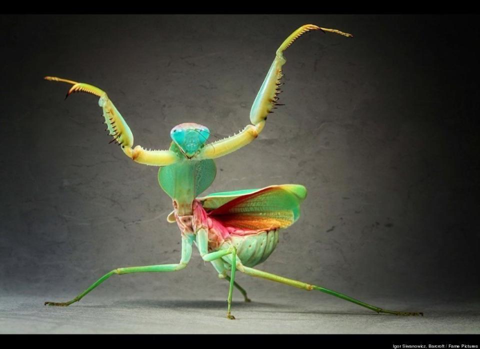 Giant Malaysian Shield Praying Mantis pictured in Igor's studio in Munich, Germany. 