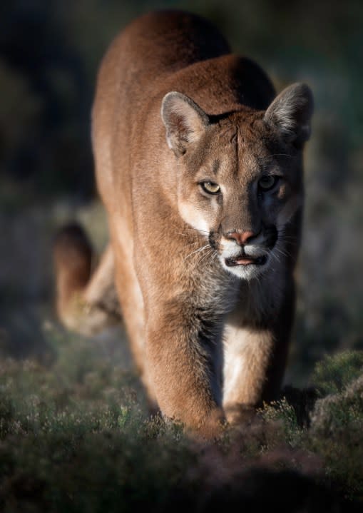 Cougar rescued as a cub in Cornville, Arizona. Living happily at Out of Africa Wildlife Park in Camp Verde, Arizona