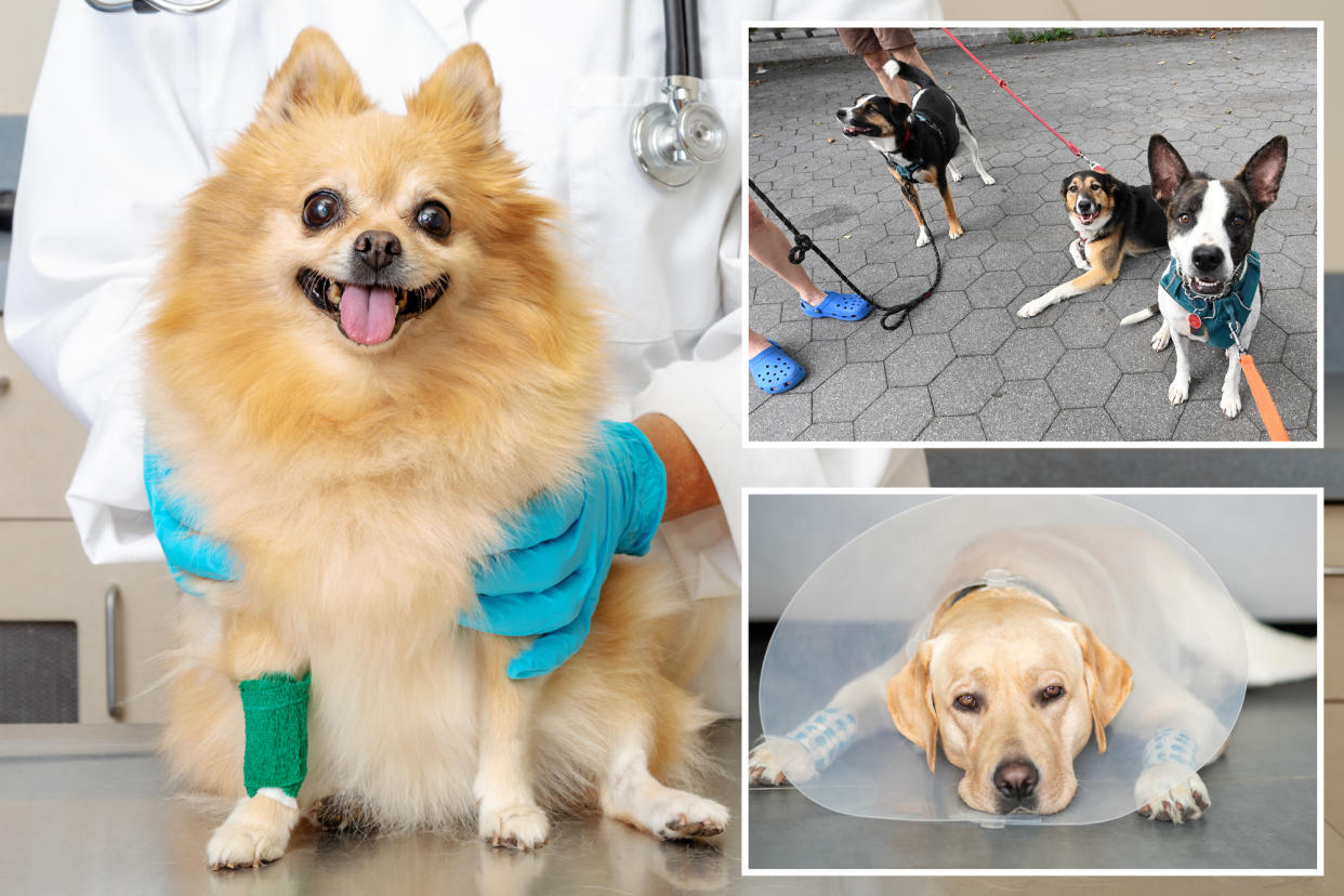 Dog sitting on table at at veterinarian's office, leashed dogs on the street, and a dog with a protective cone around its head