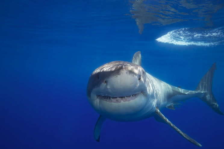 Is a great white roaming UK waters? (Picture: Rex)