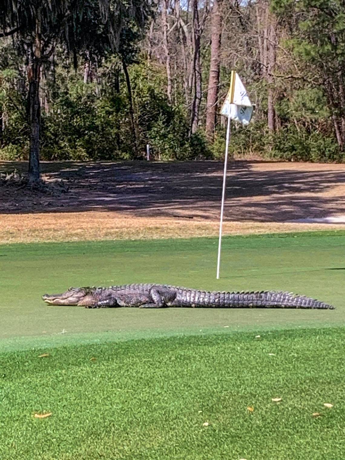 An alligator stops for a rest on Feb. 28, 2021 on a golf course green in Indigo Run on Hilton Head Island.