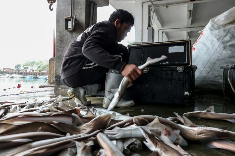 Fishermen in Kinmen said there was 'no real impact' from China's two-day military drills (I-Hwa CHENG)