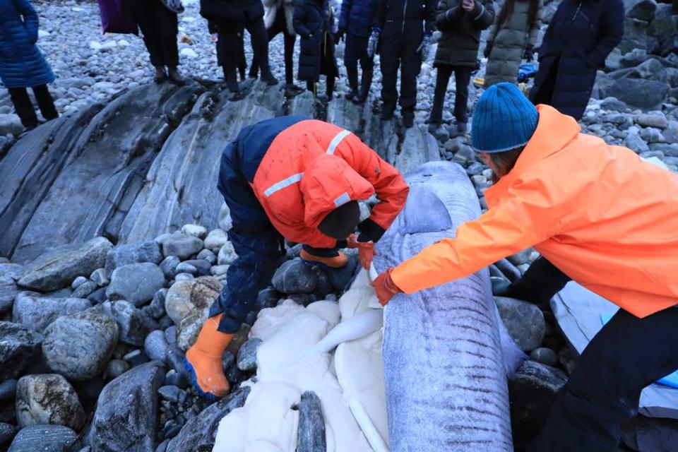 Biologists dissect the Greenland shark found in Avannarliit.