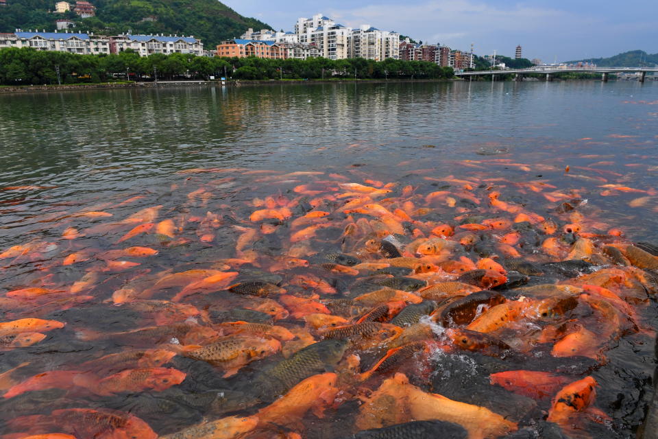 <p>Fish swim in the Tongshanxi River in Fuding City, southeast China’s Fujian Province, September 4, 2018. (Xinhua/Zhang Guojun/IANS) </p>