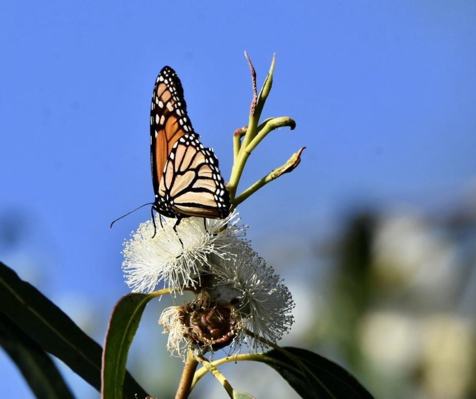 A monarch butterfly sits within a eucalyptus grove that starts in Camino Real Park in Ventura.