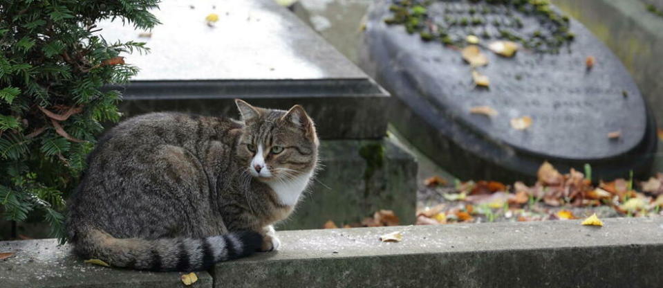 Il sera peut-être bientôt possible de se faire enterrer avec son animal de compagnie.  - Credit:Darek SZUSTER / MAXPPP / PHOTOPQR/L'ALSACE/MAXPPP