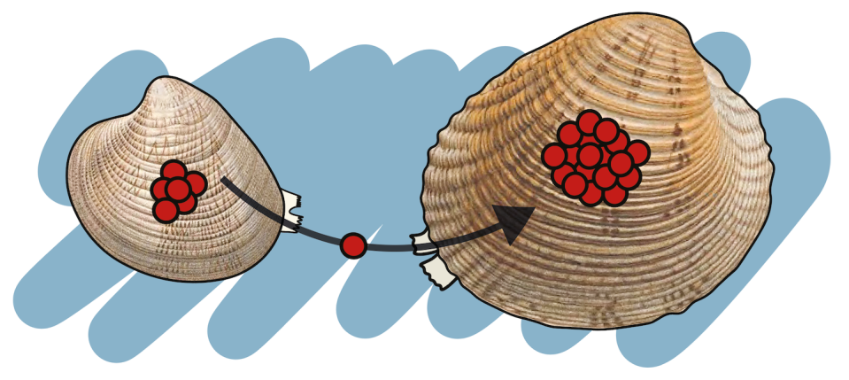 El cáncer contagioso que propaga por las almejas carneiro (izquierda) se originó en una almeja chirla (derecha). Wikimedia Commons | Alicia L. Bruzos, CC BY-SA