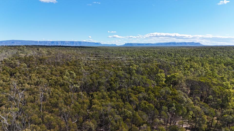 A forest that's being considered for a new coal mine project. 