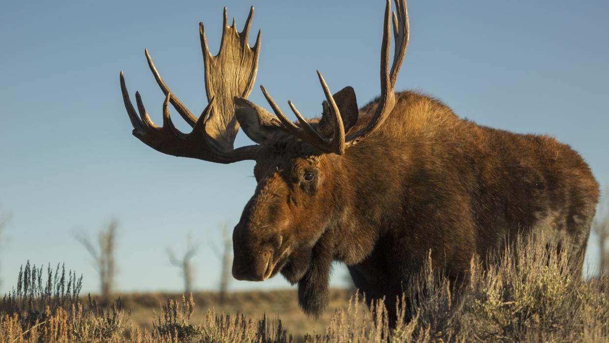  Bull moose at Grand Teton National Park, Wyoming. 