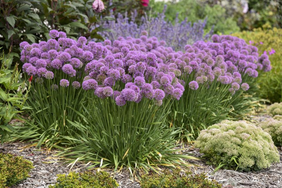 Deer generally don't eat early-season bulbs like Serendipity ornamental onion (allium).