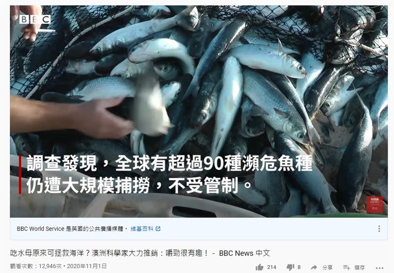 全球海洋濫捕問題嚴重，超過90種瀕危魚種仍遭到大規模捕撈。（圖／翻攝自BBC YouTube頻道）