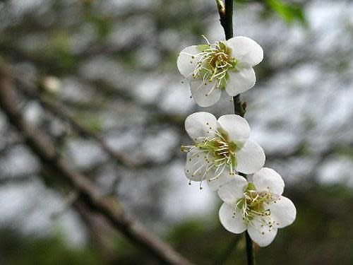 《冬梅綻放》陽明山尋梅趣，士林官邸梅開了