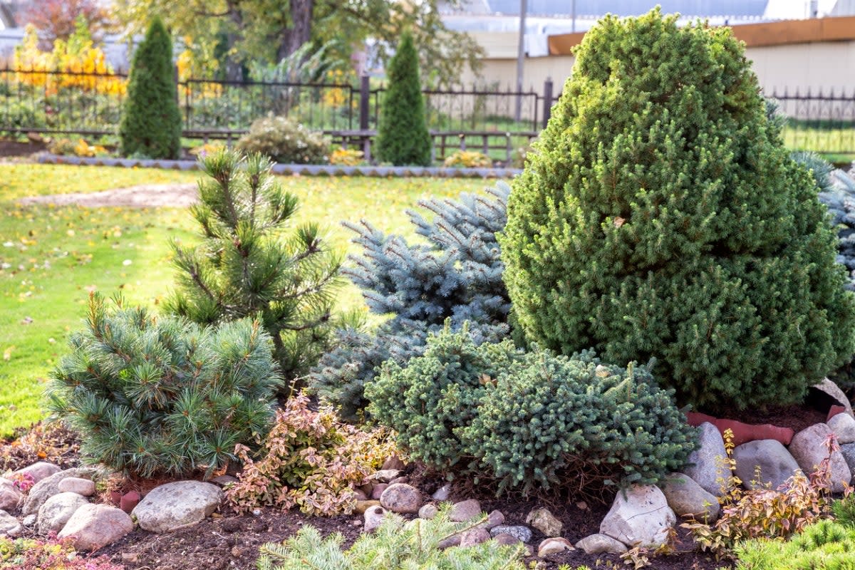 Evergreen shrubs in yard