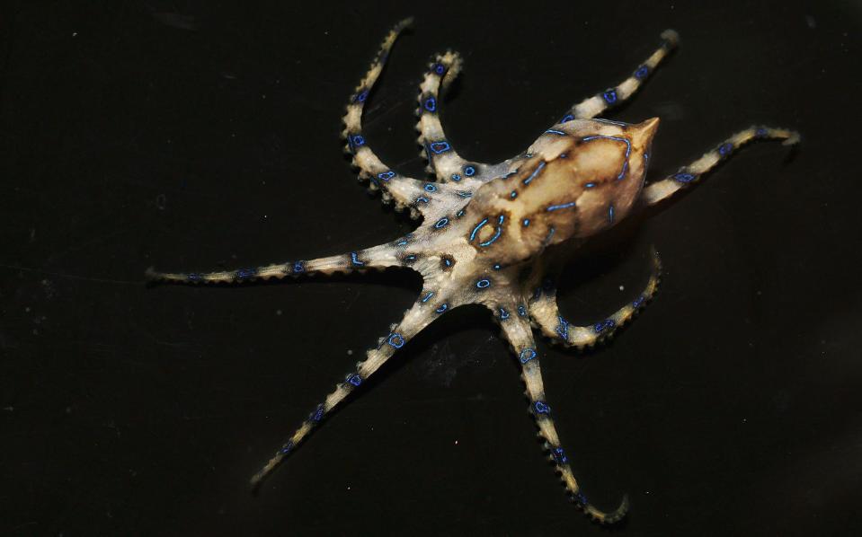 Nur so groß wie ein Golfball, sein Gift kann aber 26 Menschen innerhalb weniger Minuten töten: Blauring-Oktopus. (Bild: Gettty Images)
