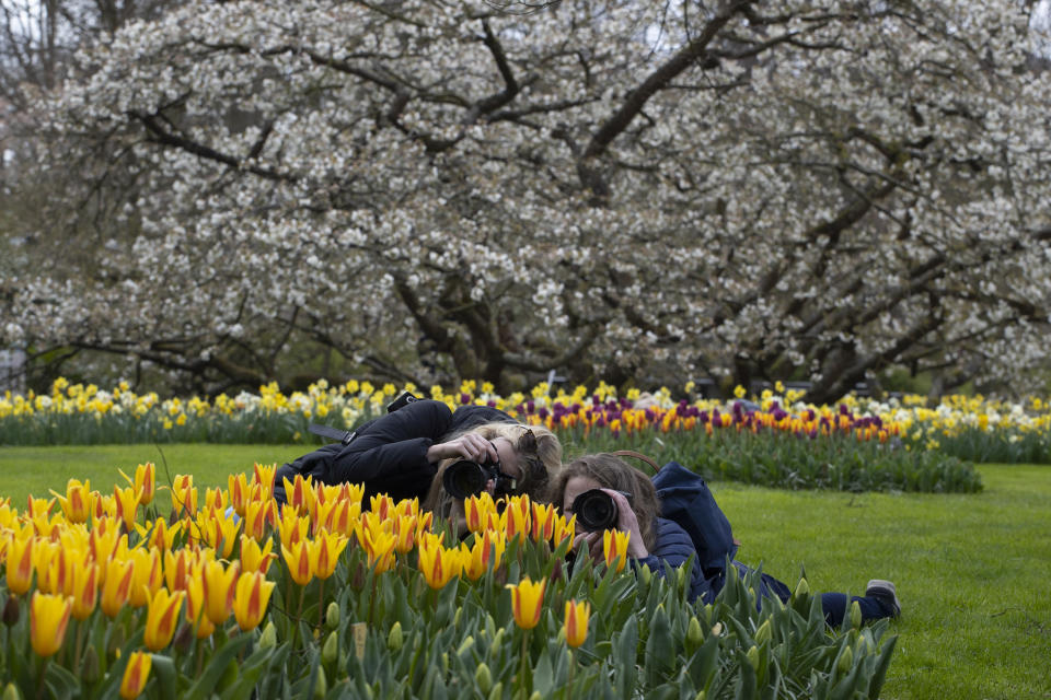 Two women take pictures as far fewer visitors than normal are seen at the world-famous Keukenhof garden in Lisse, Netherlands, Friday, April 9, 2021. Finally, after month after bleak month of lockdown, there are springtime shoots of hope emerging for a relaxation of coronavirus restrictions at a Dutch flower garden and other public venues. Keukenhof nestled in the pancake flat bulb fields between Amsterdam and The Hague opened its gates Friday to a lucky 5,000 people who were allowed in only if they could show proof on a smartphone app that they had just tested negative for COVID-19. (AP Photo/Peter Dejong)