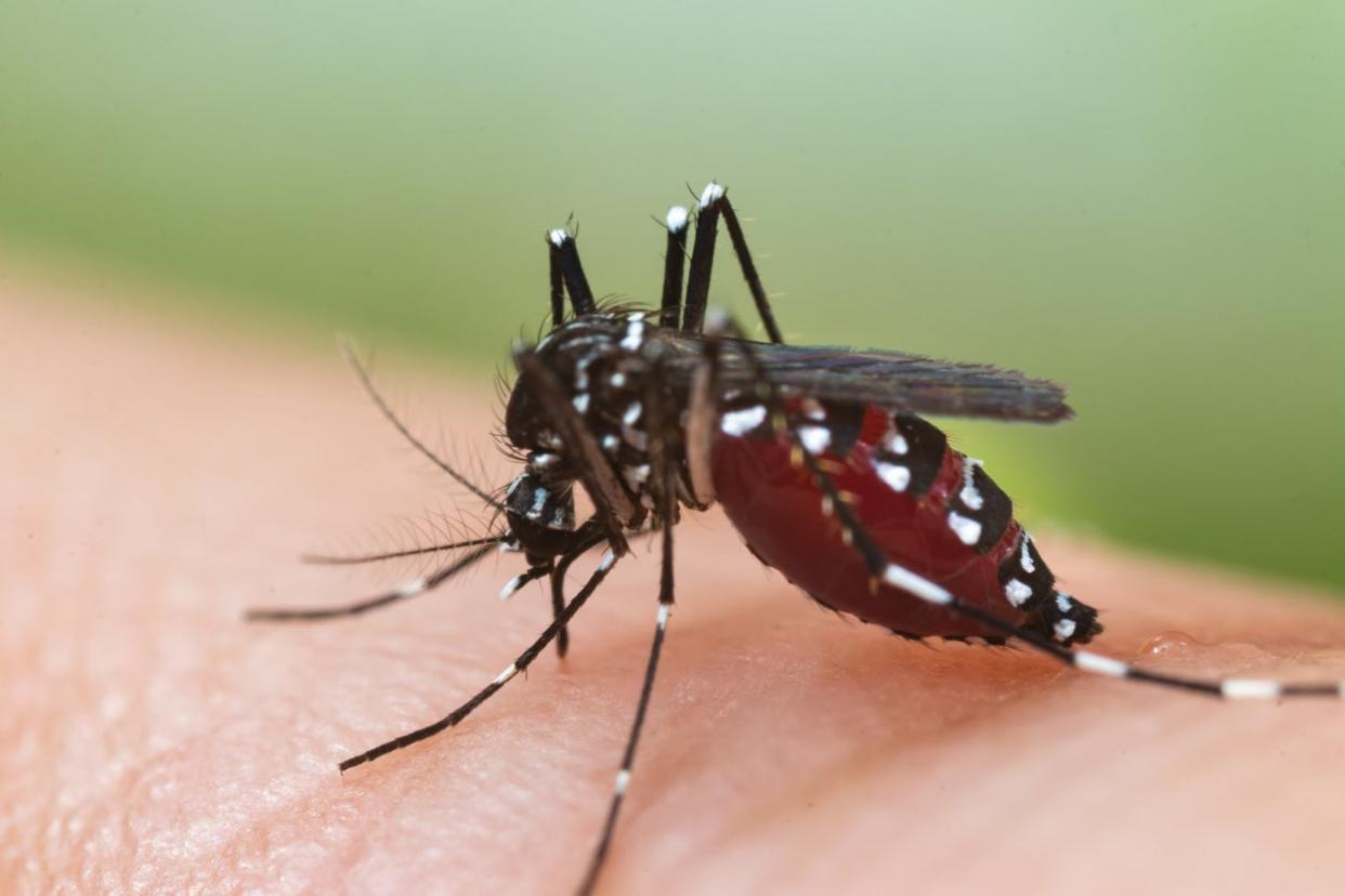 The Aedes albopictus mosquito which is known to carry the Zika virus: Getty Images/iStockphoto