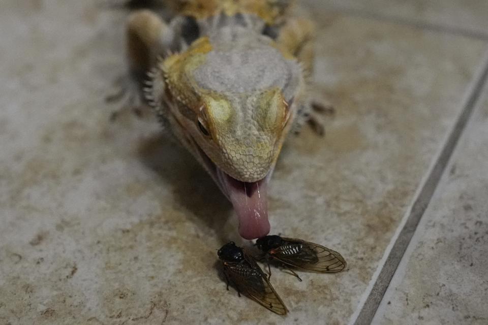 Lily Tolley's pet bearded dragon named Dart reaches with its tongue to eat two twitching periodical cicadas on Wednesday, June 5, 2024, in Springfield, Ill. Dart was named after a creature in Lily's favorite program, "Stranger Things." (AP Photo/Carolyn Kaster)