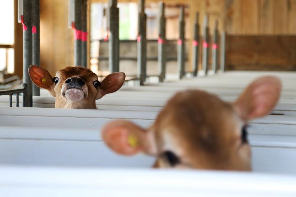 The NH Agricultural Experiment Station at the University of New Hampshire and Granite State Dairy Promotion invite everyone to “meet your milk” on Saturday, July 22.