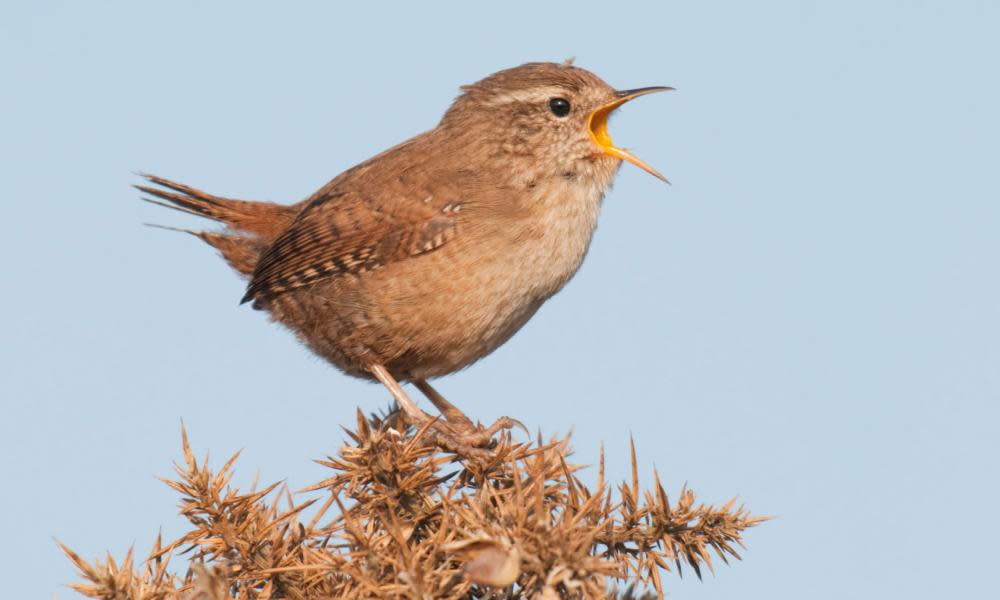 <span>Photograph: Toby Houlton/Alamy</span>