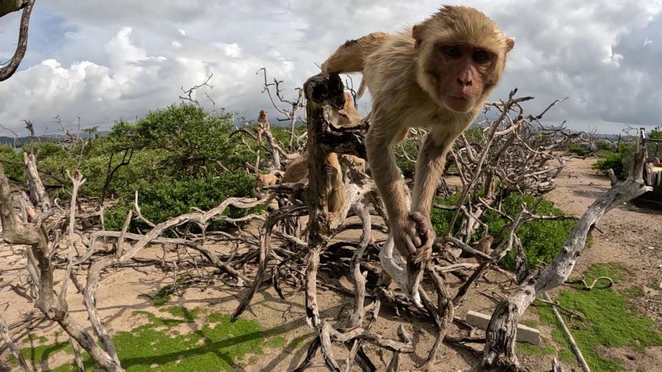 Monkeys have been living on Cayo Santiago for decades / Credit: 60 Minutes
