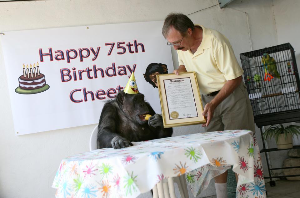 On April 9, 2007, a birthday party for Cheeta was held to celebrate  his 75th birthday.  Later research indicated the primate was not that old, caretaker Dan Westfall said.