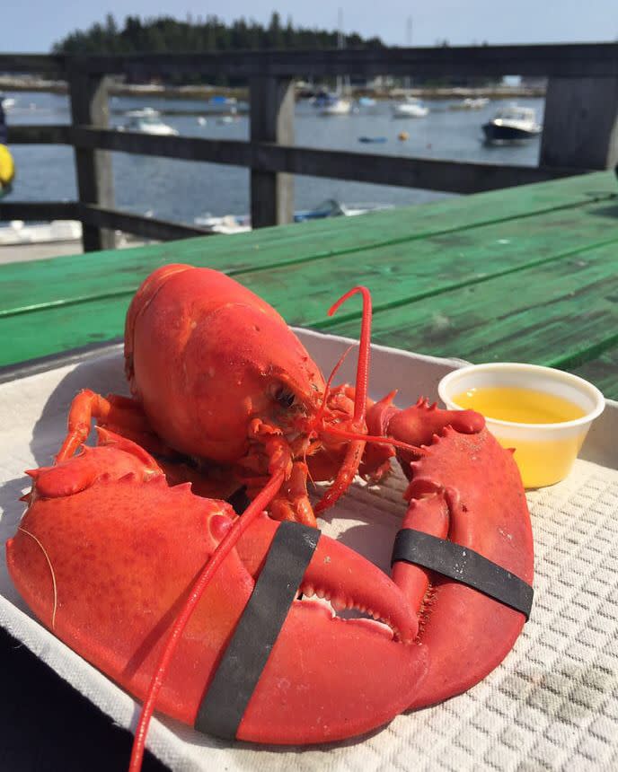 Lobster, Five Islands Lobster Co. in Georgetown