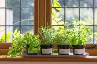 <p>You may already be aware that herbs grow incredibly well in containers, which is why they fare so well on balconies too.<br></p><p>And because they don’t require much attention, these are one of the most straightforward plants to grow. You’ll also get the added benefit of adding a lovely smell to your outdoor area too, and a great garnish for your meals.</p>