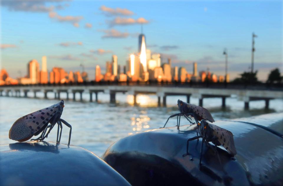 Three spotted lanternflies stand on a railing next to the Hudson River as the sun sets on the skyline of lower Manhattan in New York City on August 26, 2023, in Jersey City, New Jersey.