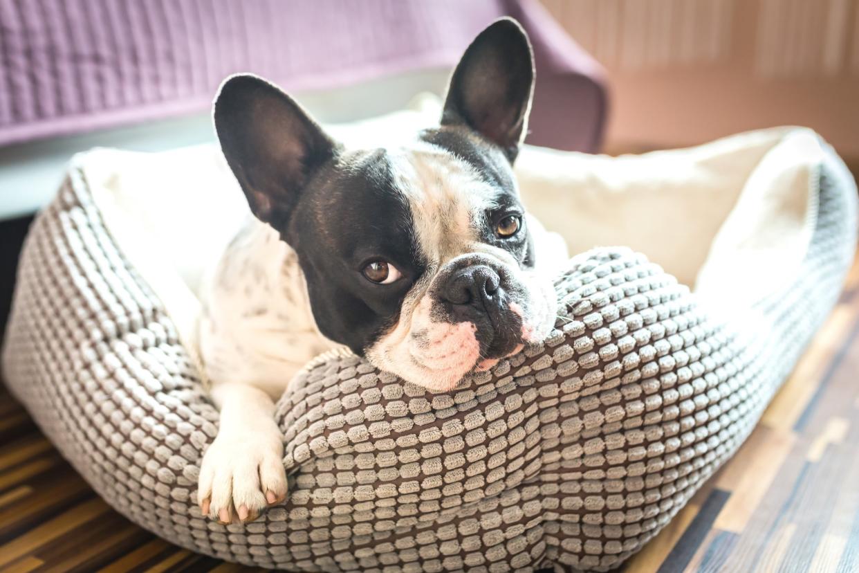 French Bulldog sitting in a dog bed