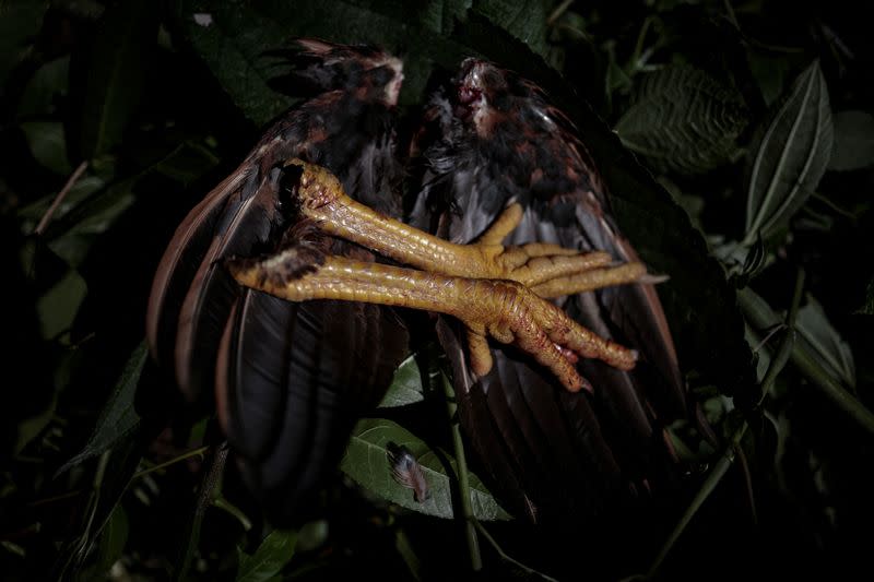 The Wider Image: Nepal's honey gatherers say fewer hives threaten tradition