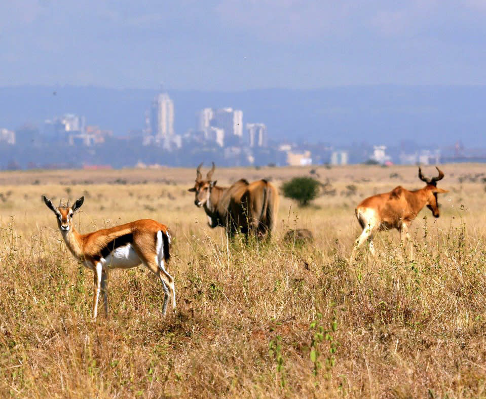 And, you didn’t come here for the massages, drinks, or customized meals (all included) anyway. You came for the game drives into the national park to see African buffalo, baboons, leopards, cheetahs, gazelles, impalas, ostrich and zebras. Excursions, helicopter rides, and game drives are organized by the Childs. Or, visit the nearby Giraffe Center or elephant relocation wildlife trust. Then, hop on a plane back home again.