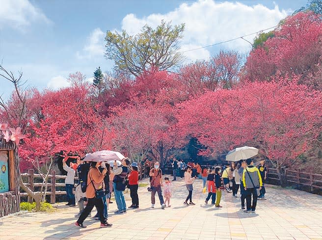 協雲宮周邊種有上千株櫻花樹，春節期間花況滿開吸引眾多遊客踏青賞花。（巫靜婷攝）