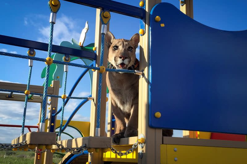 FILE PHOTO: Messi, a two-year-eight-month-old cougar, the family pet of Maria and Aleksandr Dmitriev, looks on at a children play ground in the town of Penza