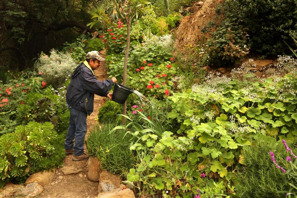 Retired gardener Jose Palacios, 70, waters the secret garden he planted in Griffith Park