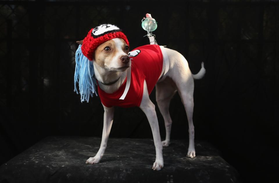 NEW YORK, NY - OCTOBER 20: Dollar, a Toy Fox Terrier, poses as Dr. Seuss character Thing 2 at the Tompkins Square Halloween Dog Parade on October 20, 2012 in New York City. Hundreds of dog owners festooned their pets for the annual event, the largest of its kind in the United States. (Photo by John Moore/Getty Images)