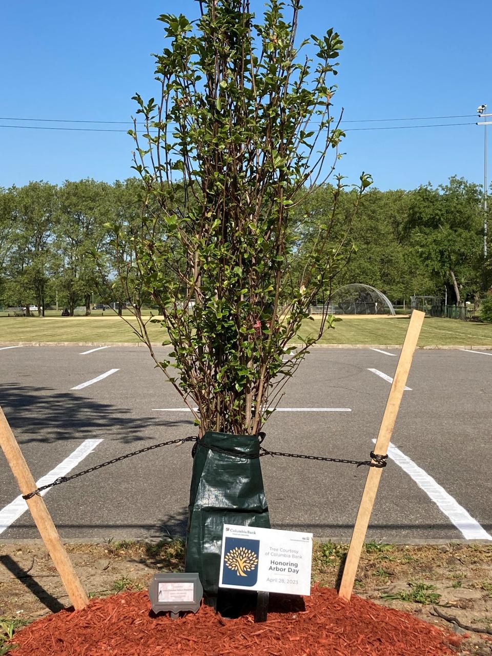 A Magnolia tree has been planted along Main Street in Sayreville in memory of Eunice Dwumfour.