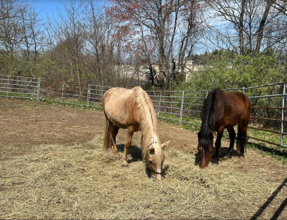 Kate and Fallon are among the Connemara breed ponies  that were rescued from a Berkley farm and are being cared for by the Massachusetts Society for the Prevention of Cruelty to Animals