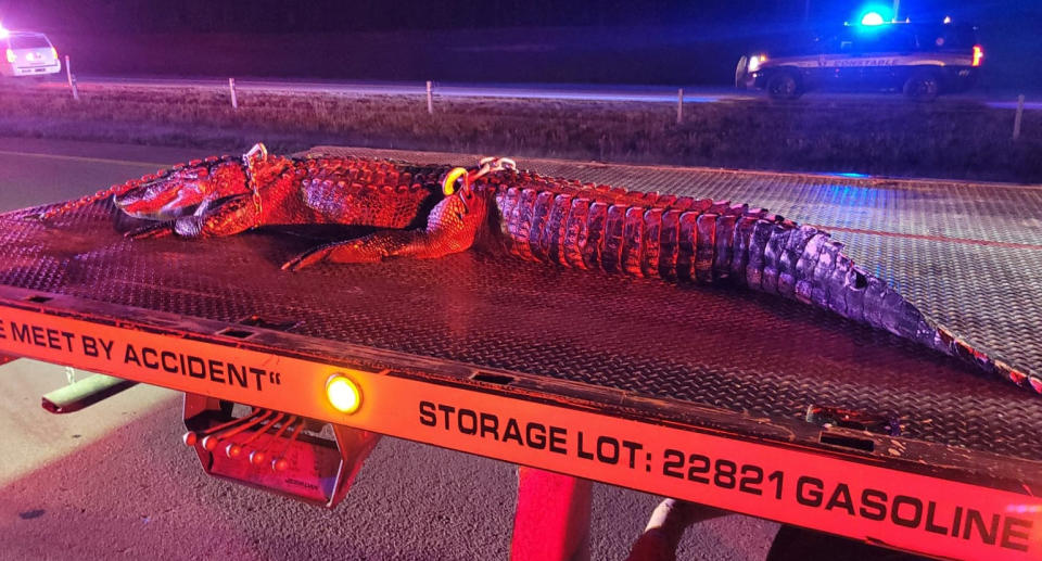 A 10ft alligator sits on the back of a truck after it was hit by a car and killed.