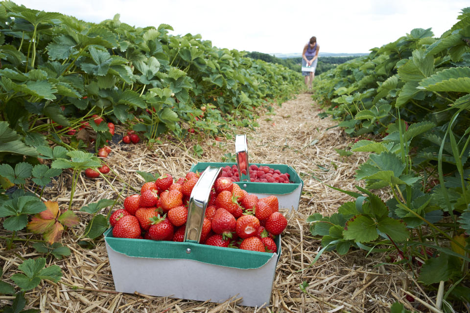 A woman picking ripe red strawberries at a fruit farm in the summer.