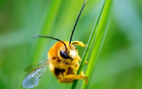 A bee covered in pollen - Credit: REUTERS