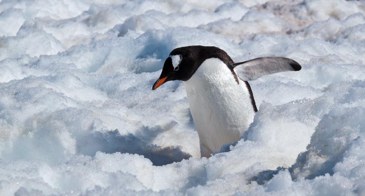 The perpetually ice-free Gentoo penguin can serve as inspiration for the creation of passive anti-icing surfaces. <a href="https://www.flickr.com/photos/38007185@N00/8466304187/" rel="nofollow noopener" target="_blank" data-ylk="slk:(ravas51/flickr);elm:context_link;itc:0;sec:content-canvas" class="link ">(ravas51/flickr)</a>, <a href="http://creativecommons.org/licenses/by-sa/4.0/" rel="nofollow noopener" target="_blank" data-ylk="slk:CC BY-SA;elm:context_link;itc:0;sec:content-canvas" class="link ">CC BY-SA</a>