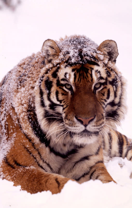 Tiger – Less than 3,200 remain in the wild, we have lost 97% of our wild tigers in just over a century. World Wildlife Fund has put together a top 10 list of endangered species to be on the look-out for in 2012. © Kevin Schafer / WWF-Canon <br> <br> <a href="http://WorldWildlife.org/how" rel="nofollow noopener" target="_blank" data-ylk="slk:Help protect their future by visiting www.WorldWildlife.org/how to see what you can do to make a difference for our planet.;elm:context_link;itc:0;sec:content-canvas" class="link ">Help protect their future by visiting www.WorldWildlife.org/how to see what you can do to make a difference for our planet. </a>