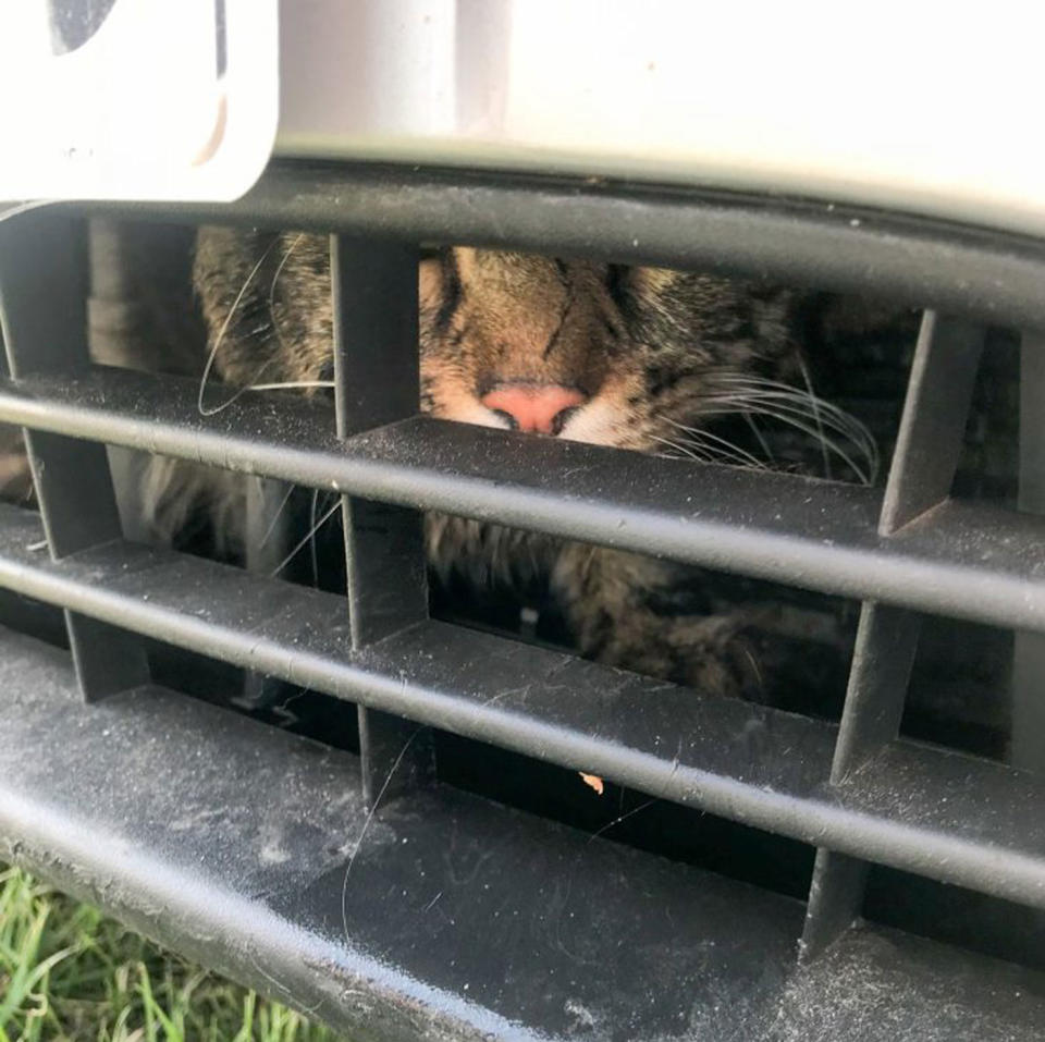 The cat, nicknamed Ford, was stuck behind the car’s grill. Source: RSPCA