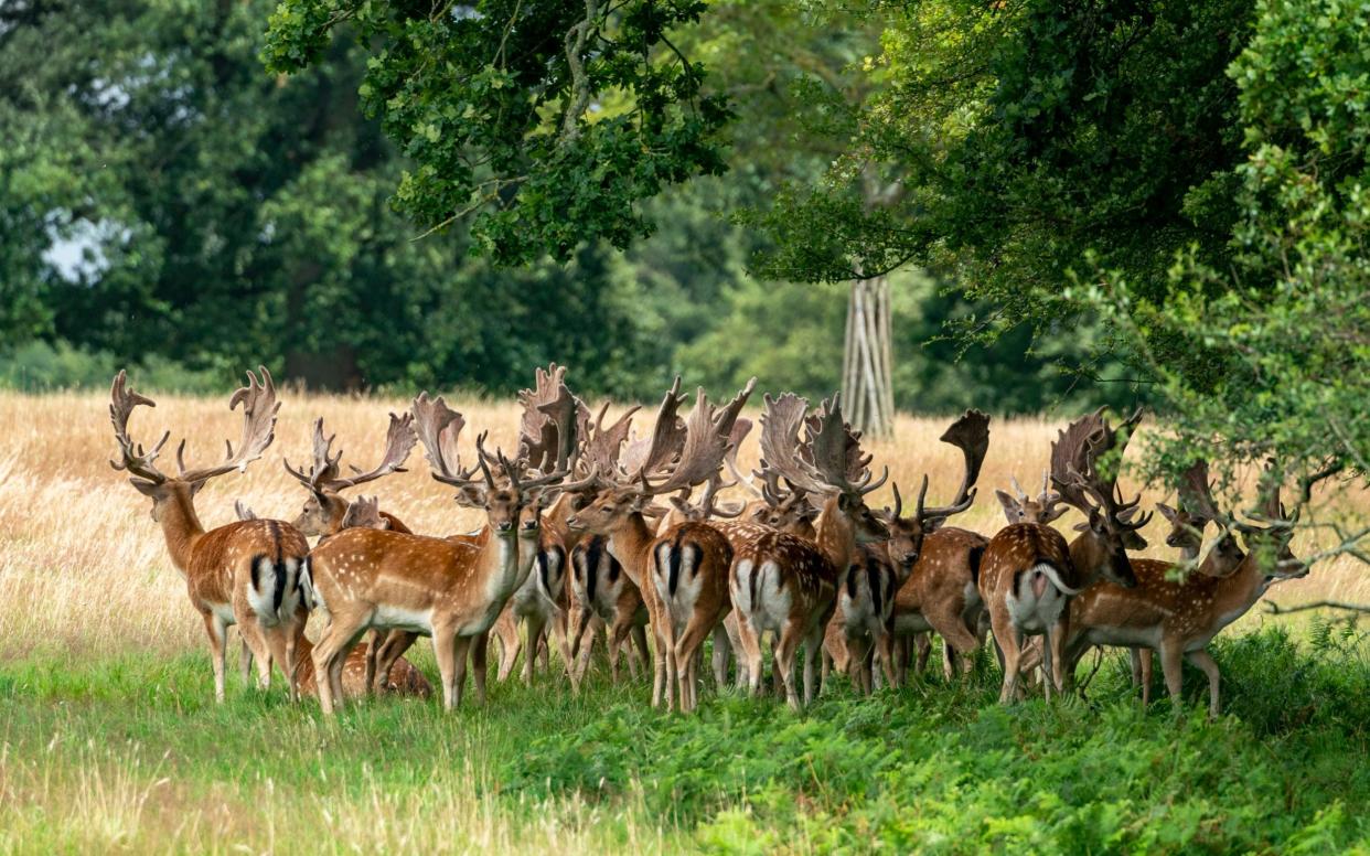 Knepp Estate near Horsham in West Sussex has been 