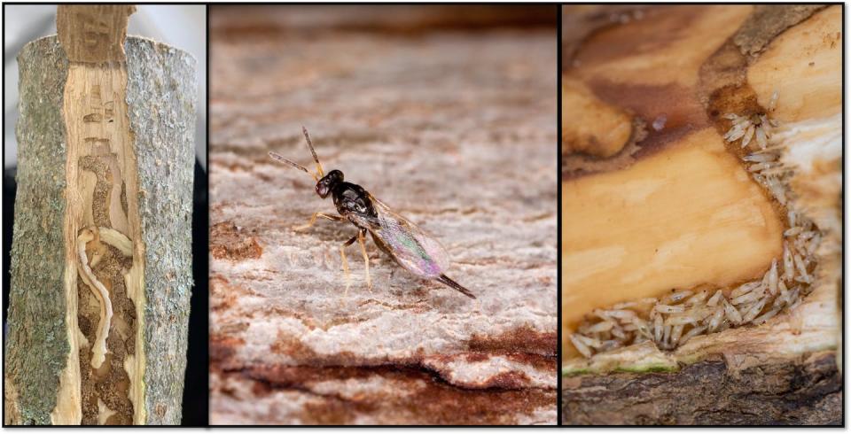 An emerald ash borer larva in wood (left); <em>Tetrastichus planipennisi</em>, a parasitic wasp that preys on ash borers; and wasp larva that have grown and eaten the ash borer. USDA, <a href="http://creativecommons.org/licenses/by-nd/4.0/" rel="nofollow noopener" target="_blank" data-ylk="slk:CC BY-ND;elm:context_link;itc:0;sec:content-canvas" class="link ">CC BY-ND</a>