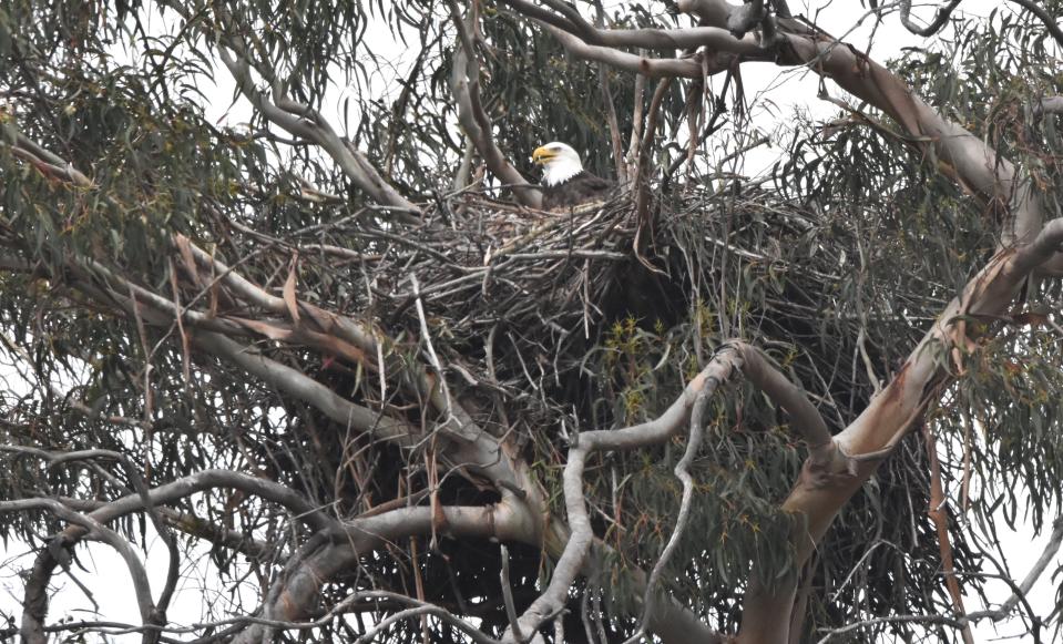 Hannah, a female bald eagle, sits in the nest Thursday  after her baby chick hatched at Lake Casitas Recreation Area near Ojai.