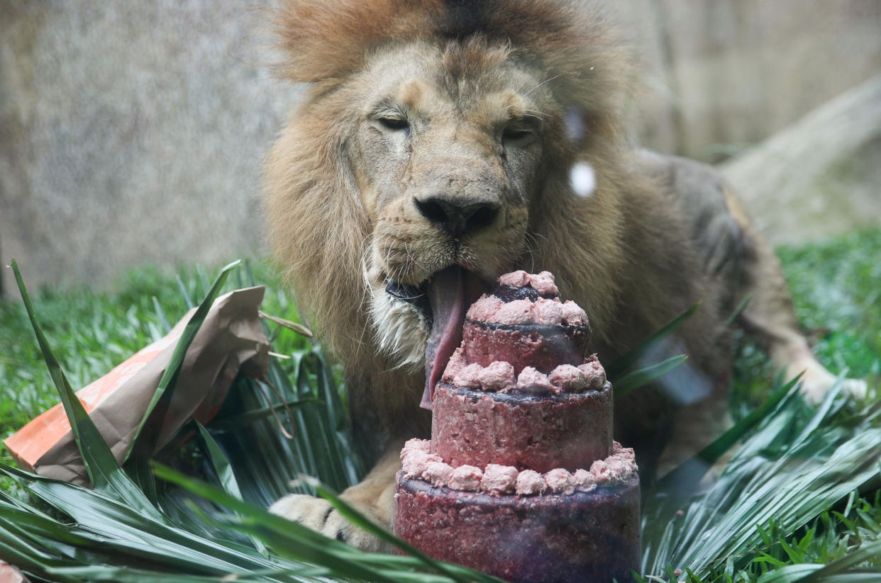 Zum Geburtstag etwas Besonderes: Der Löwe Simba in Rio de Janeiro vor einer Fleischtorte. Für uns Menschen dagegen ist unser Fleischkonsum so, als hätten wir jeden Tag Geburtstag (Bild: REUTERS/Ricardo Moraes)