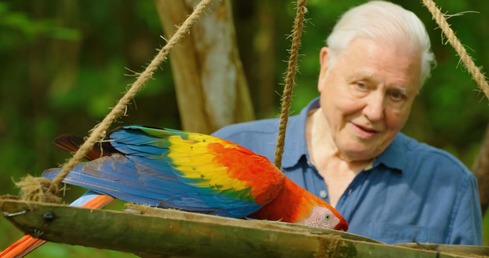 Attenborough's Life in Colour
